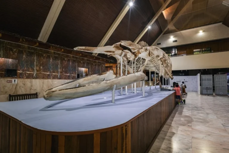 Plaża i wybrzeże — wakacje w Muzeum Magurskiego Parku Narodowego Beskid Niski Polska