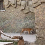 Plaża i wybrzeże — wakacje w Pafos Zoo Pafos Cypr