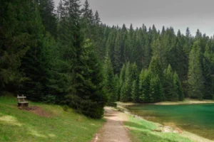 Plaża i wybrzeże — wakacje w Puszcza Knyszyńska Podlasie Polska