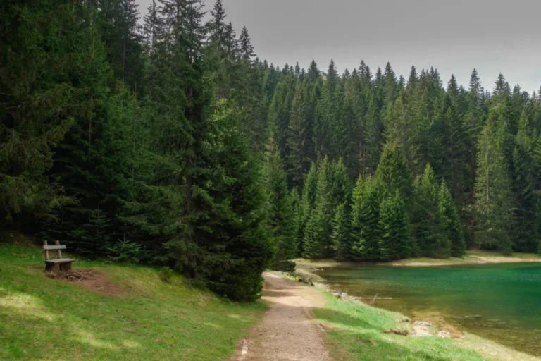 Plaża i wybrzeże — wakacje w Puszcza Knyszyńska Podlasie Polska