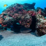 Plaża i wybrzeże — wakacje w Rafa Elphinstone Marsa Alam Egipt