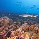 Plaża i wybrzeże — wakacje w Rafa Korali w Sharks Bay Sharm El Sheikh Egipt