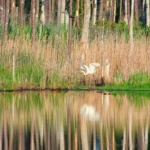 Plaża i wybrzeże — wakacje w Rezerwat przyrody "Biała Woda" Beskid Niski Polska