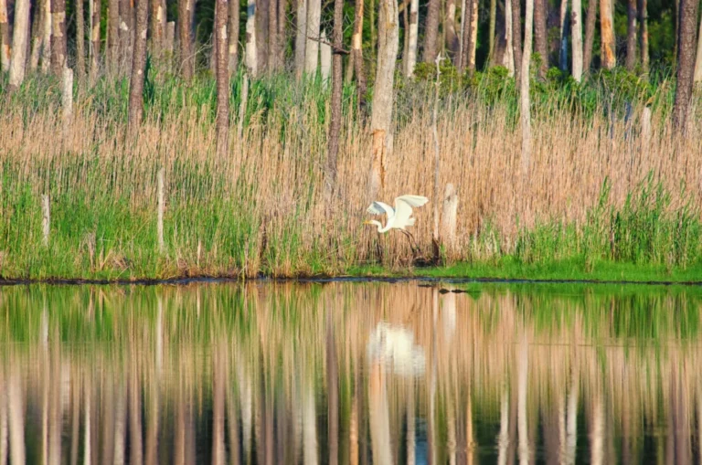 Plaża i wybrzeże — wakacje w Rezerwat przyrody "Biała Woda" Beskid Niski Polska