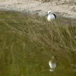 Plaża i wybrzeże — wakacje w Rezerwat przyrody Delta del Ebro Costa Dorada Hiszpania