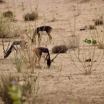 Plaża i wybrzeże — wakacje w Sahara Parc Zatoka Tuniska Tunezja