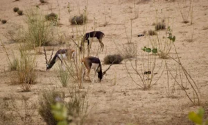 Plaża i wybrzeże — wakacje w Sahara Parc Zatoka Tuniska Tunezja