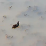 Plaża i wybrzeże — wakacje w Słone jeziora w Patos Riwiera Albańska Albania