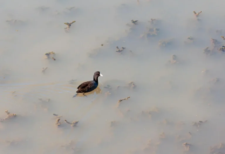 Plaża i wybrzeże — wakacje w Słone jeziora w Patos Riwiera Albańska Albania