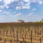 Plaża i wybrzeże — wakacje w Winnice w La Mancha Kastylia - La Mancha Hiszpania