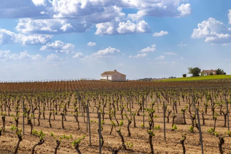 Plaża i wybrzeże — wakacje w Winnice w La Mancha Kastylia - La Mancha Hiszpania