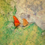 Plaża i wybrzeże — wakacje w Zatoka Butterfly Dalaman - Fethiye Turcja
