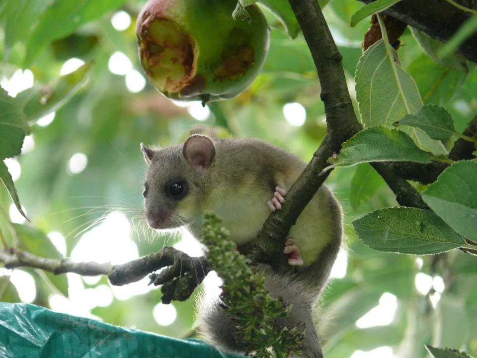 Ogród Botaniczny w Veli Rat — przewodnik dla turystów