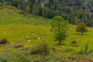 Plaża i wybrzeże — wakacje w Park Narodowy Risnjak Kvarner Chorwacja