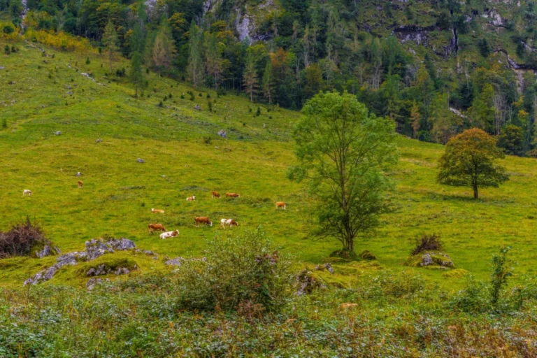 Plaża i wybrzeże — wakacje w Park Narodowy Risnjak Kvarner Chorwacja