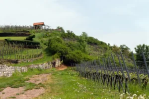 Plaża i wybrzeże — wakacje w Winnice na Cresie Wyspa Cres Chorwacja